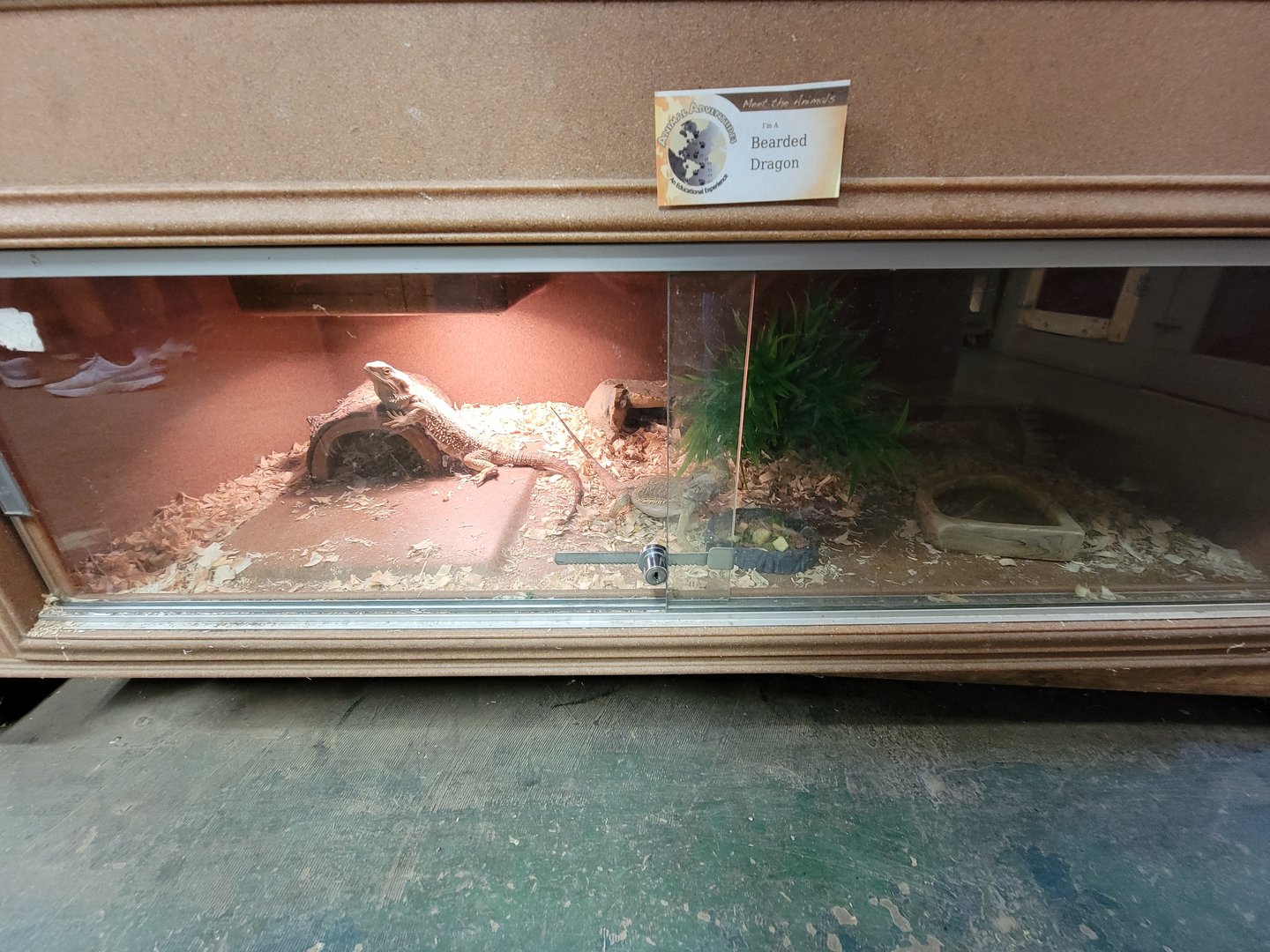 Animal Adventures MA 7/22 - Bearded dragons