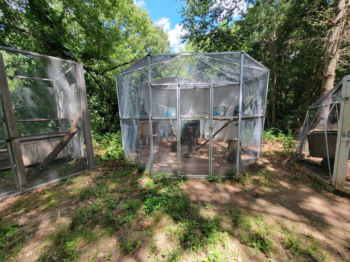 Animal Adventures MA 7/22 - Black and turkey vultures