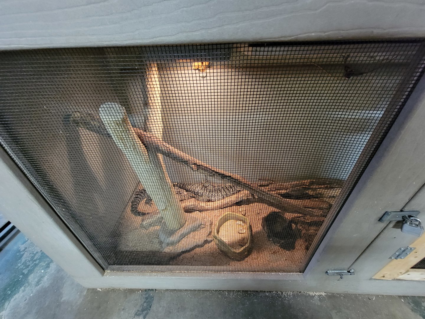 Animal Adventures MA 7/22 - Black and white tegu