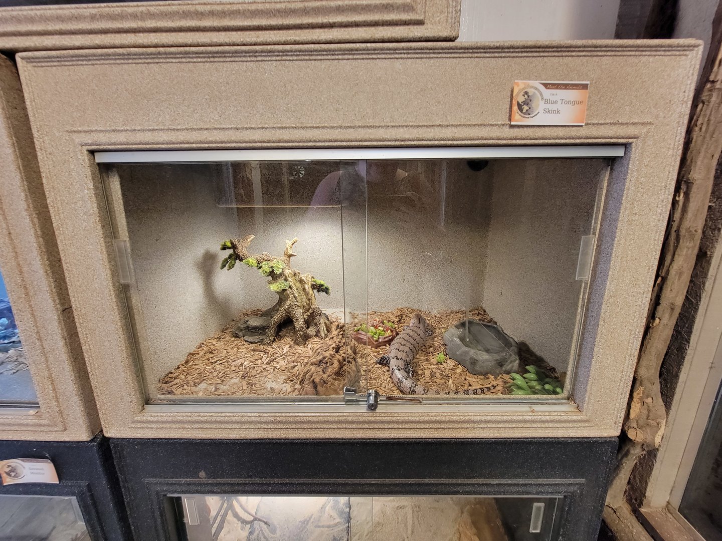 Animal Adventures MA 7/22 - Blue-tongued skink