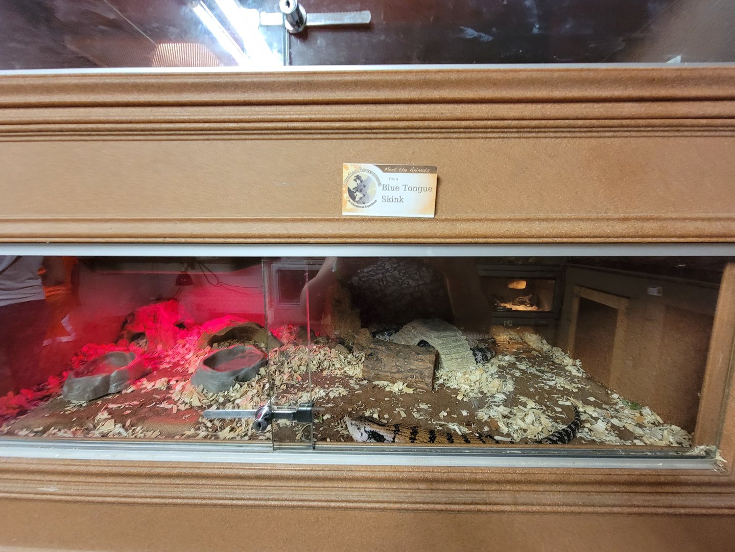 Animal Adventures MA 7/22 - Blue-tongued skink