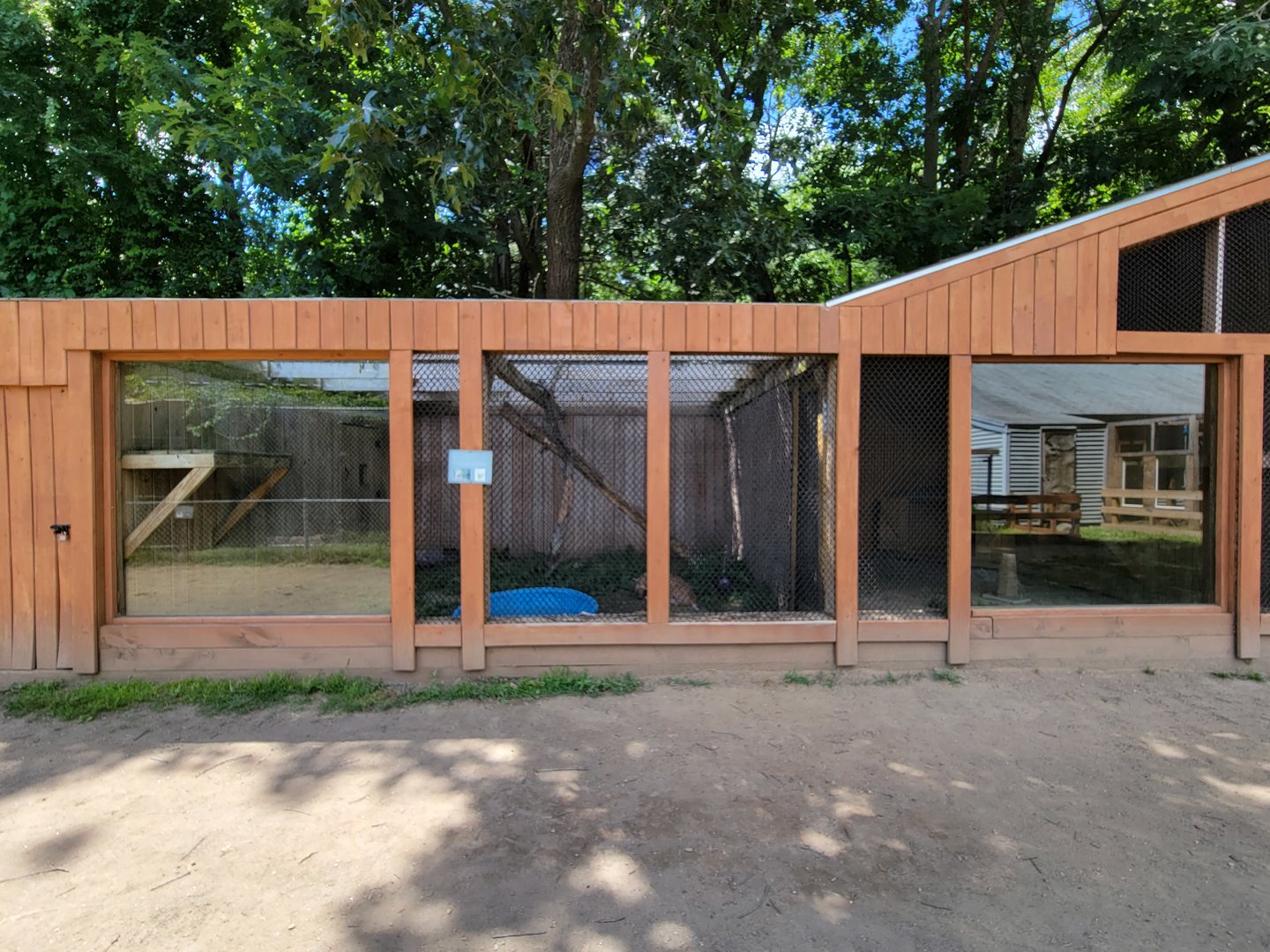 Animal Adventures MA 7/22 - Bobcat