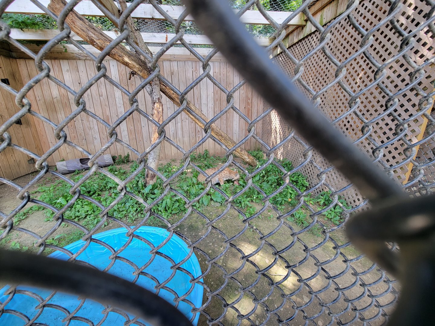 Animal Adventures MA 7/22 - Bobcat