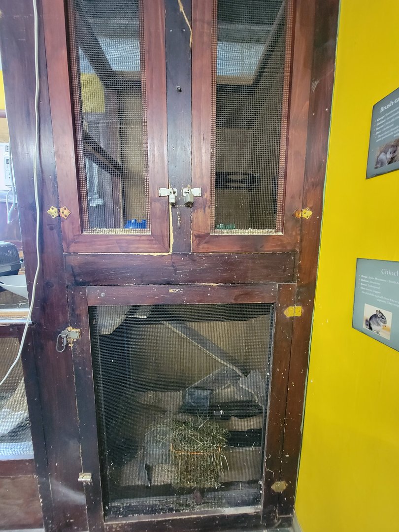 Animal Adventures MA 7/22 - Brush-tailed bettongs