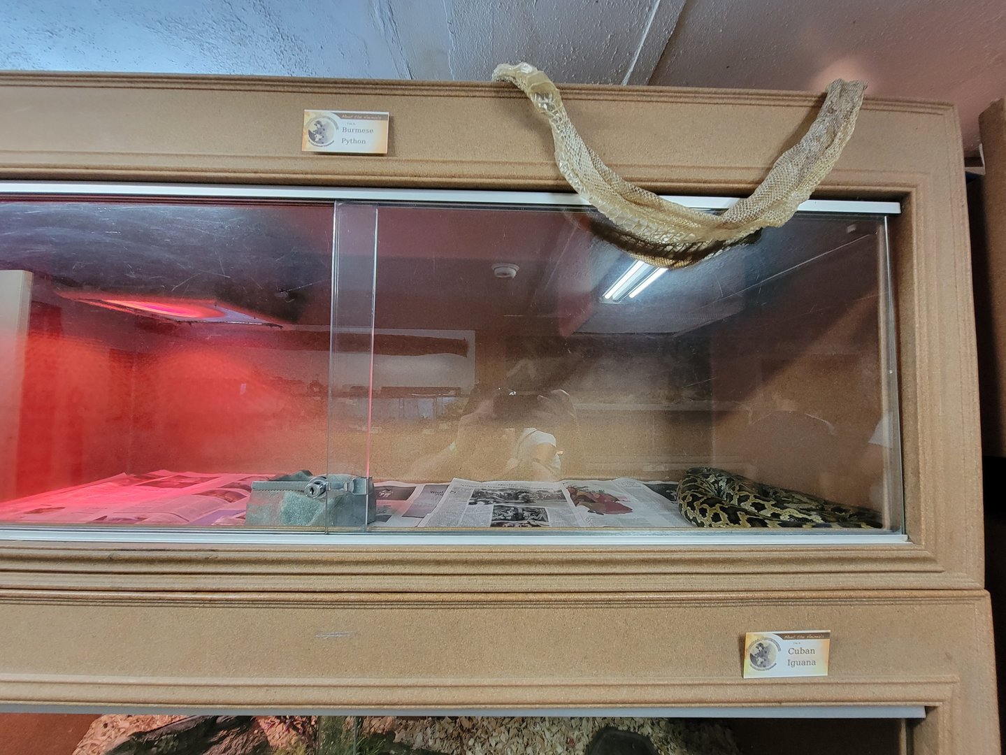 Animal Adventures MA 7/22 - Burmese python