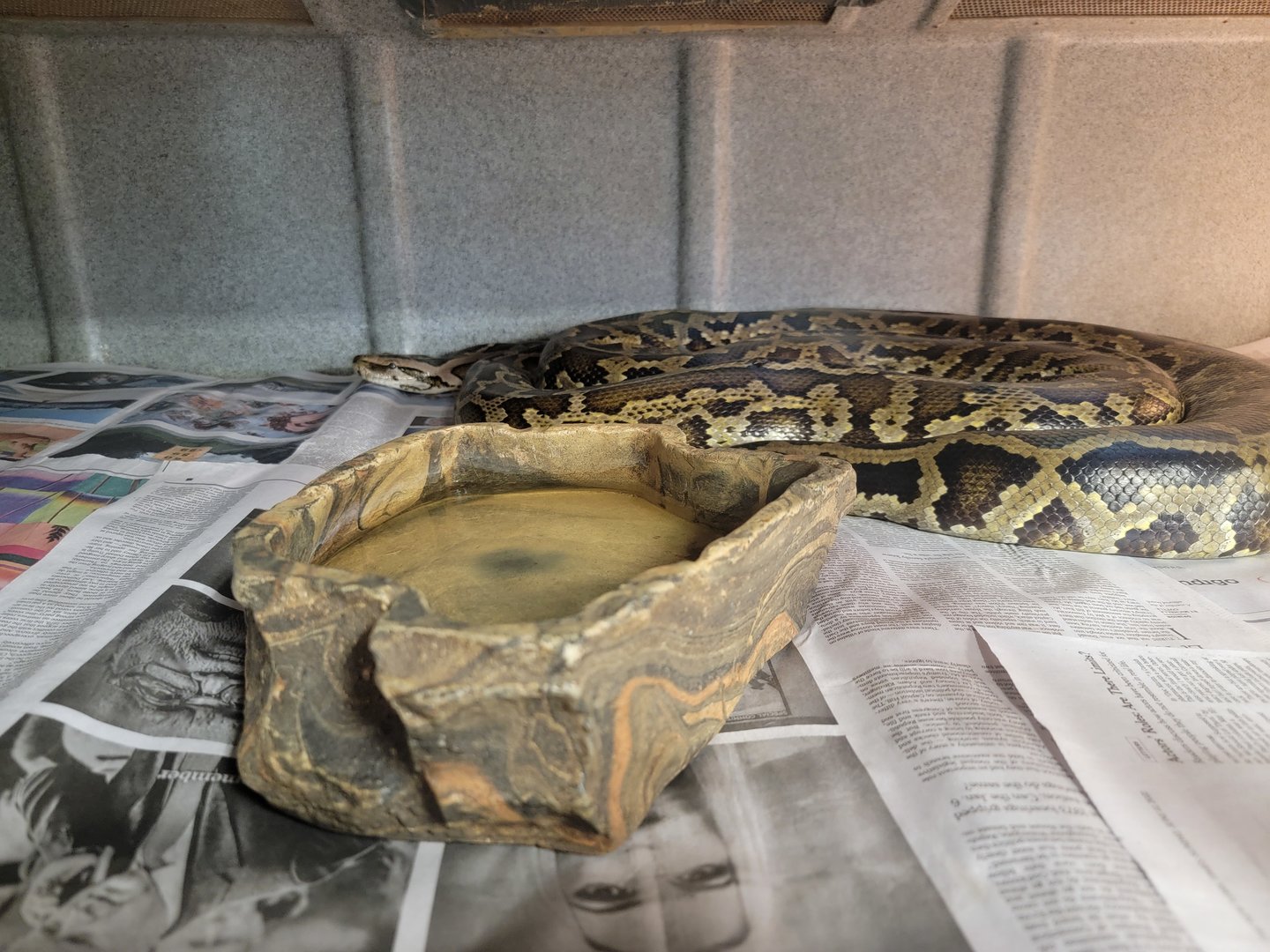 Animal Adventures MA 7/22 - Burmese python