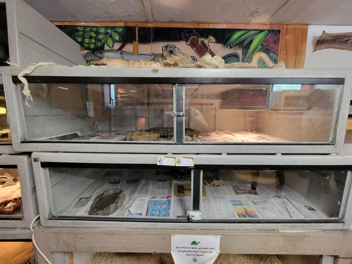 Animal Adventures MA 7/22 - Burmese pythons