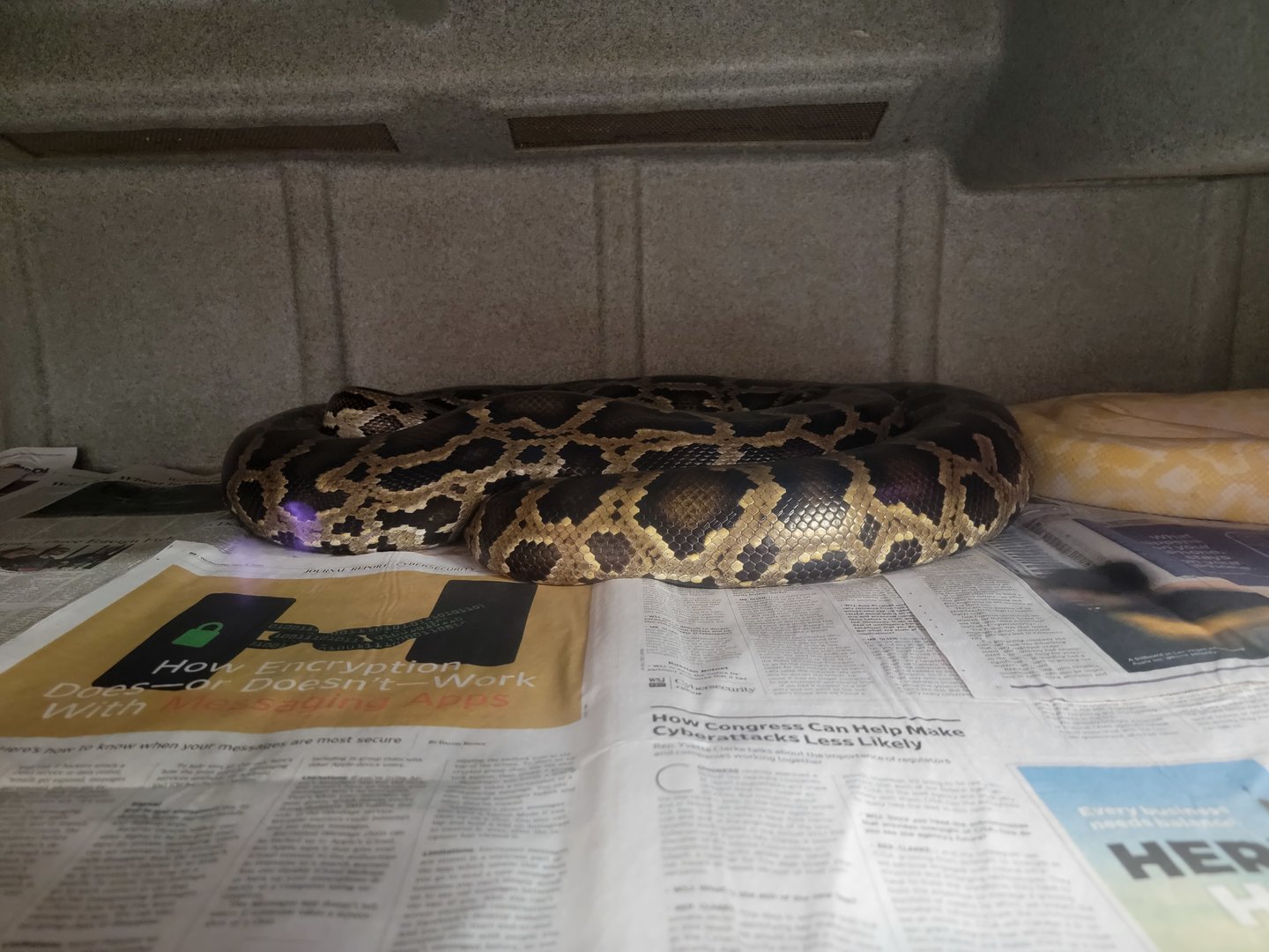 Animal Adventures MA 7/22 - Burmese pythons