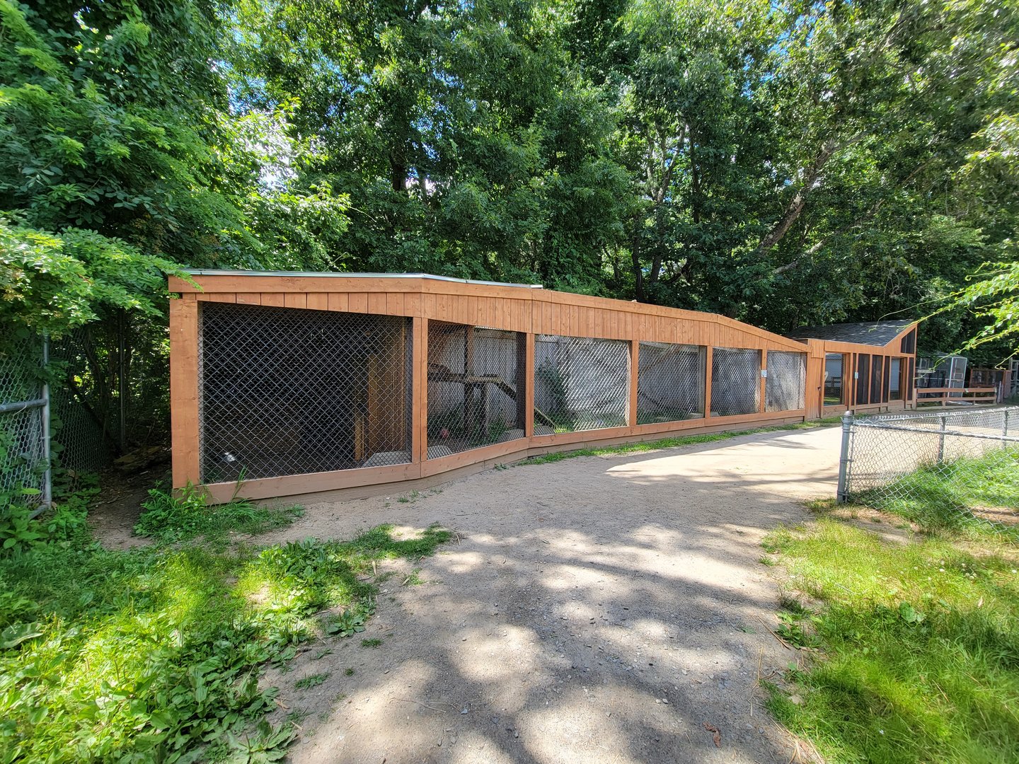 Animal Adventures MA 7/22 - Carpathian lynx