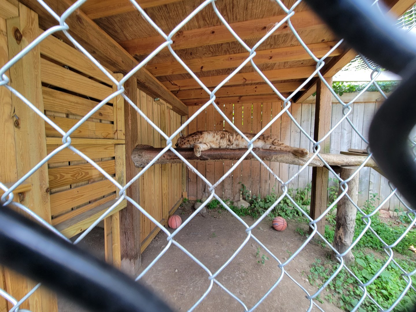 Animal Adventures MA 7/22 - Carpathian lynx