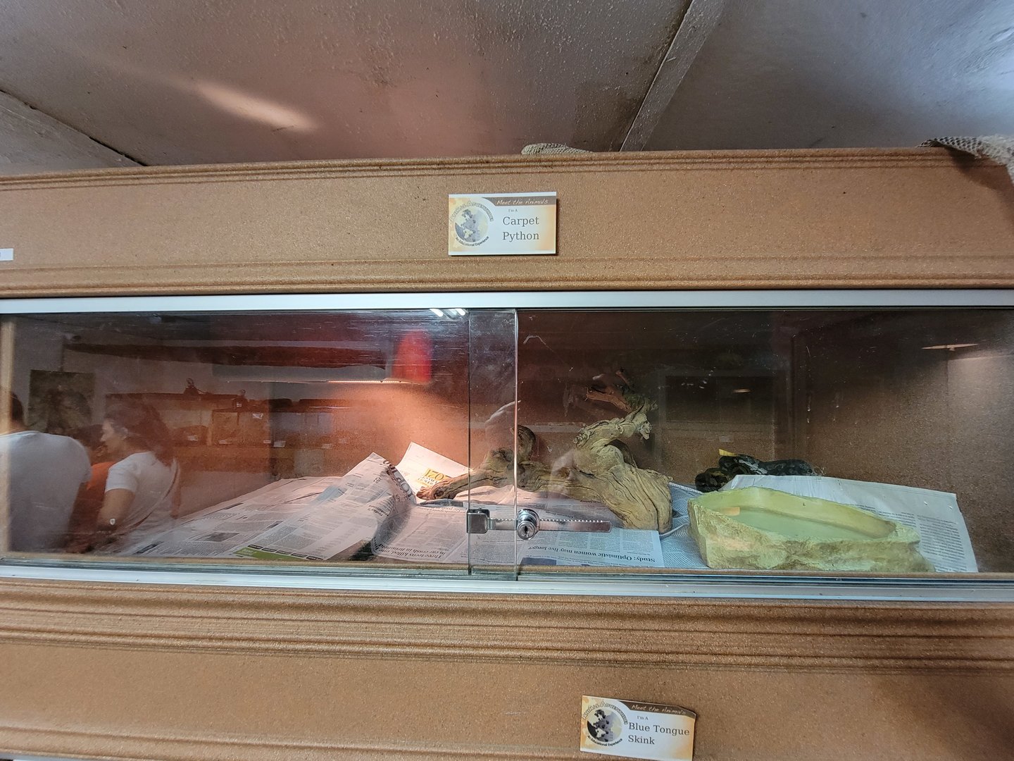 Animal Adventures MA 7/22 - Carpet python