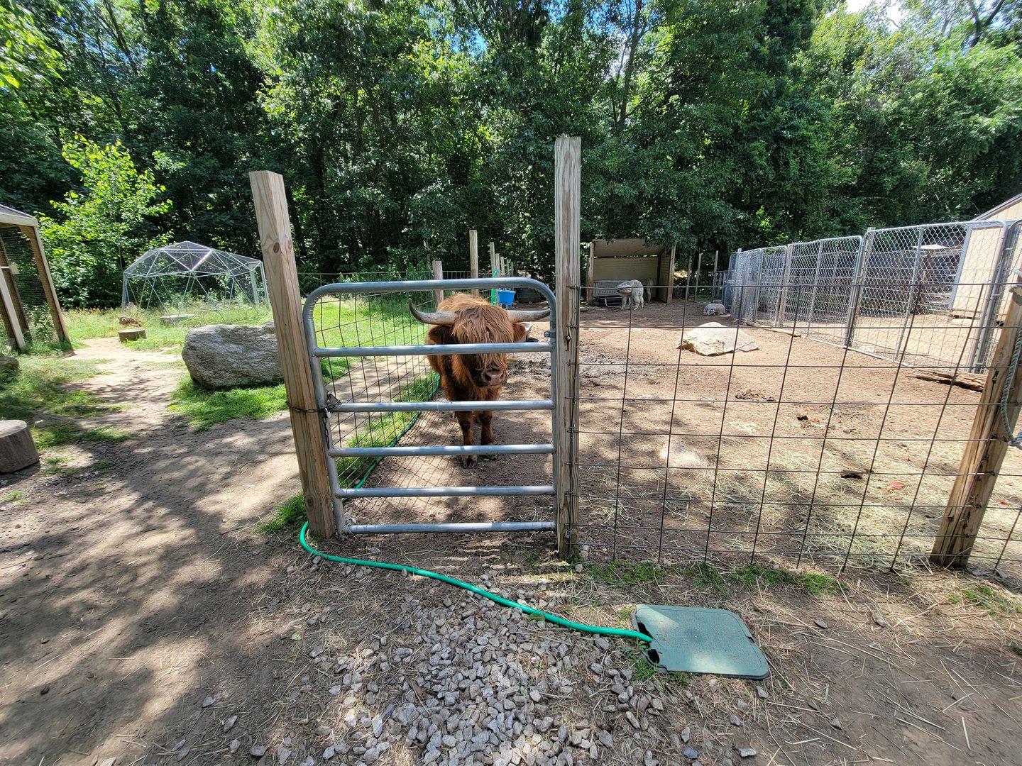 Animal Adventures MA 7/22 - Cattle