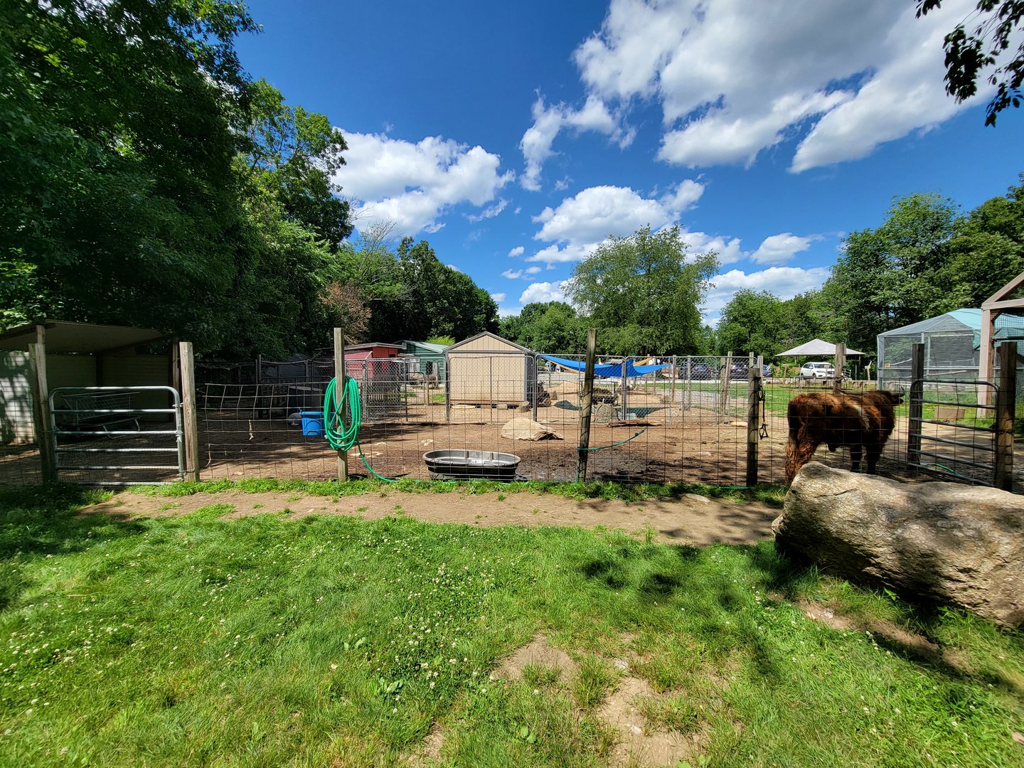 Animal Adventures MA 7/22 - Cattle