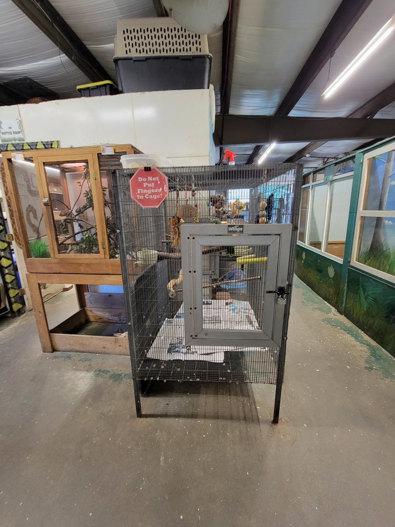 Animal Adventures MA 7/22 - Chameleon, Orange-winged parrot