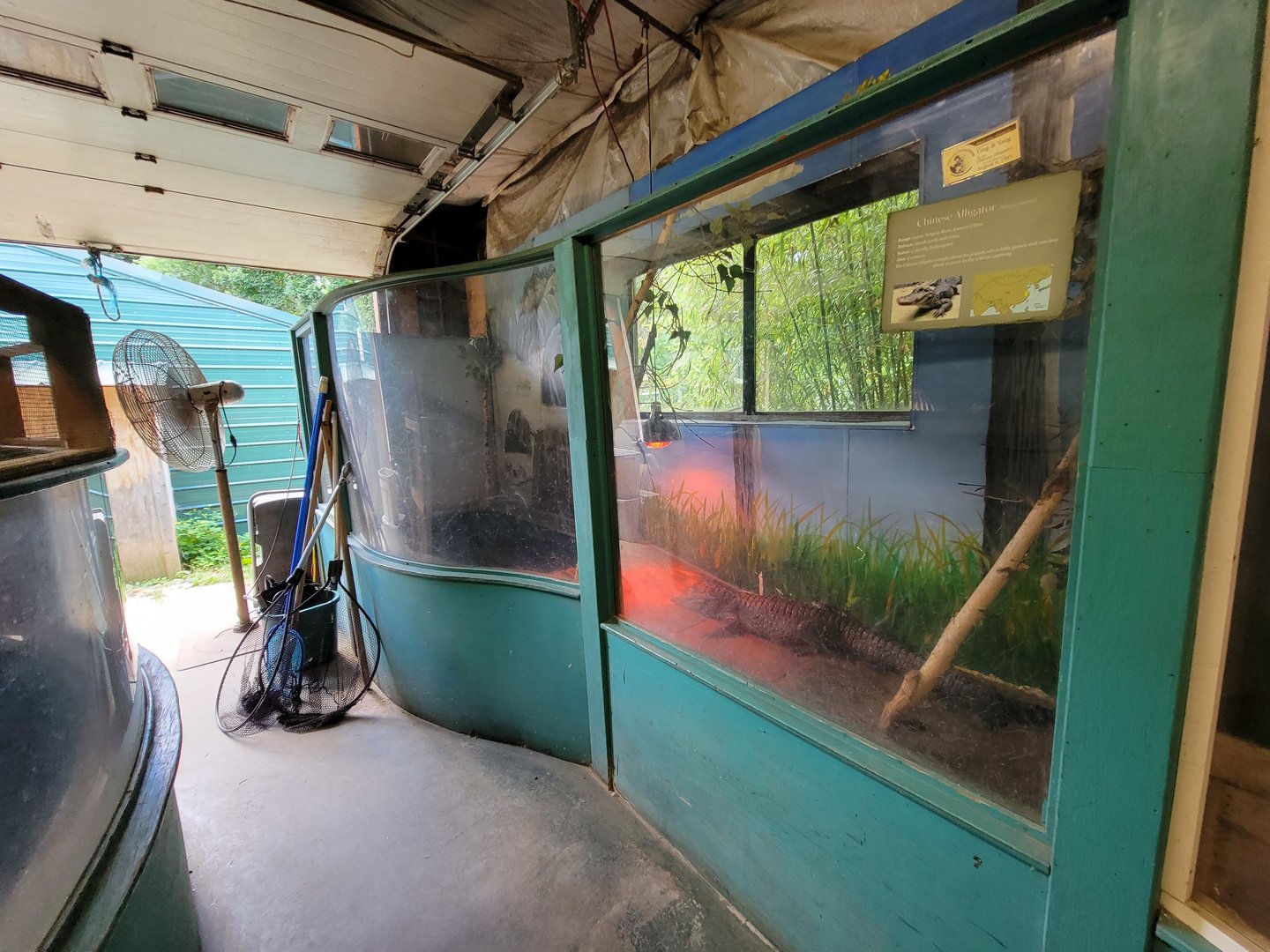 Animal Adventures MA 7/22 - Chinese alligator