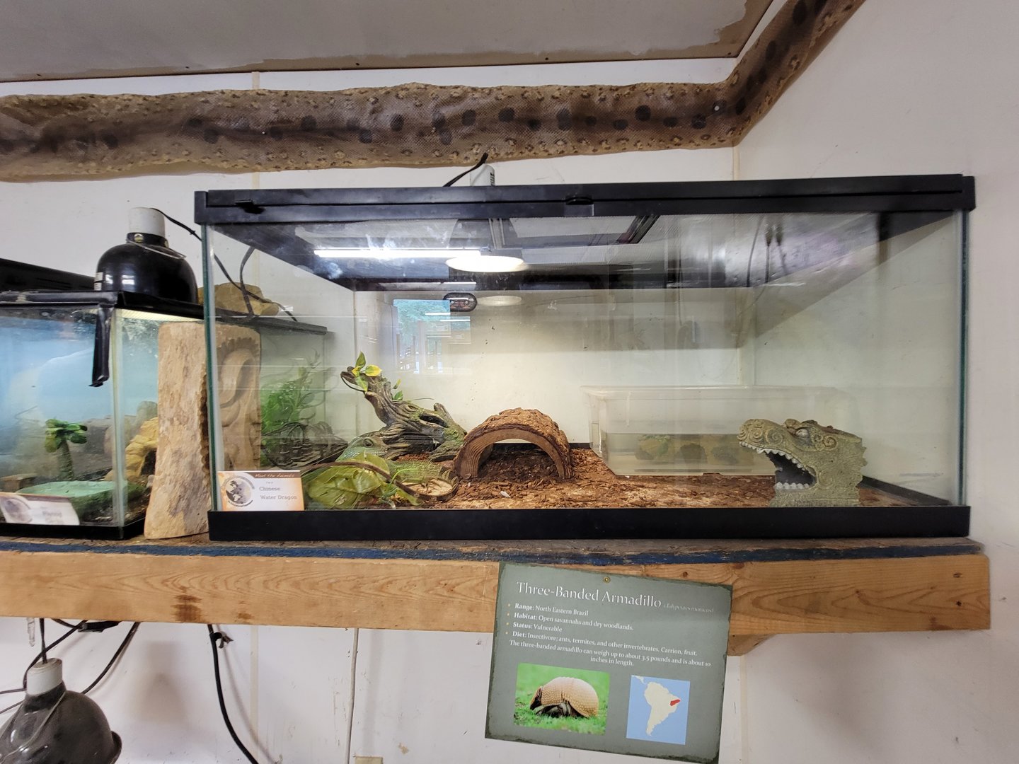 Animal Adventures MA 7/22 - Chinese water dragon