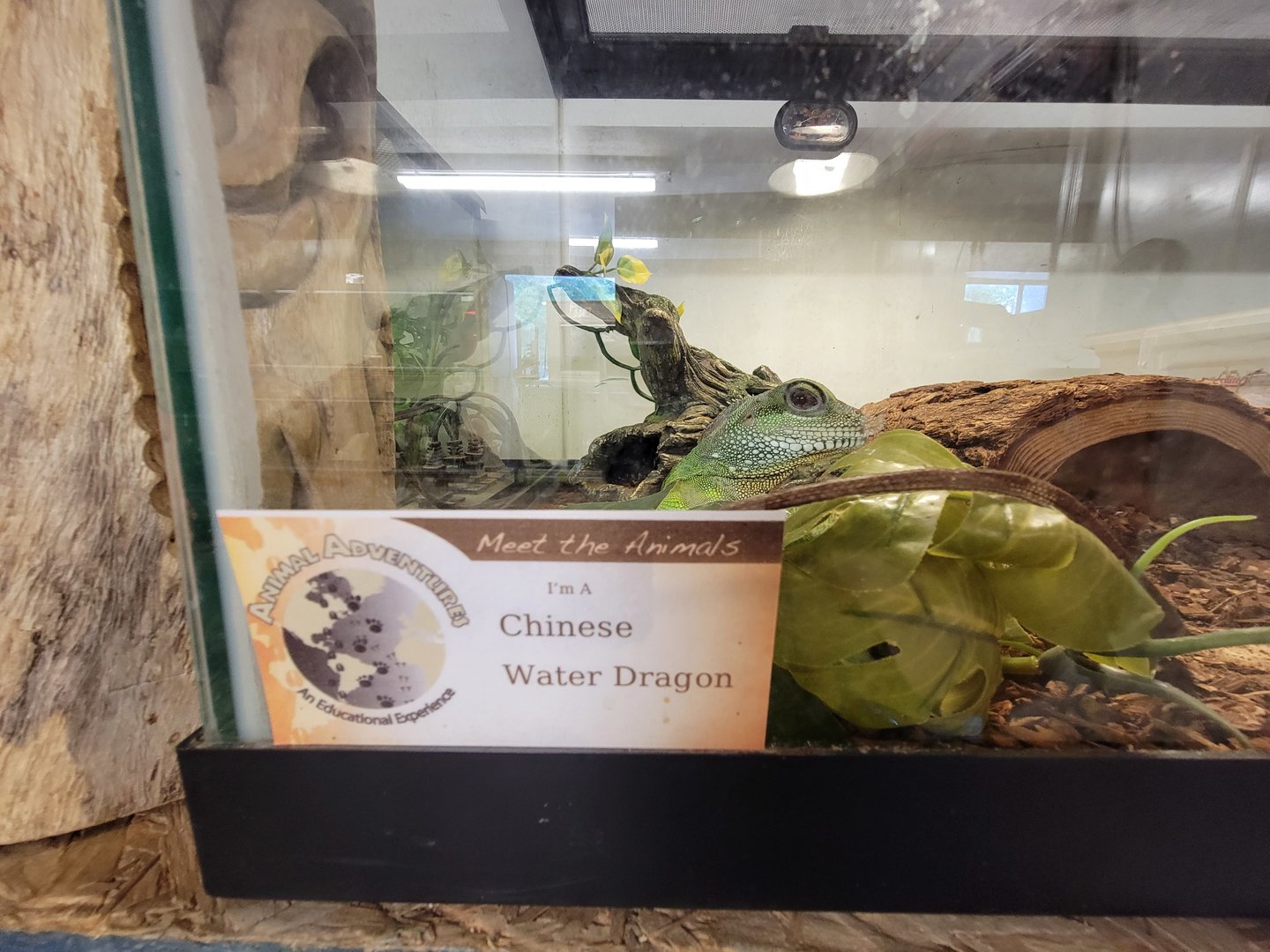 Animal Adventures MA 7/22 - Chinese water dragon