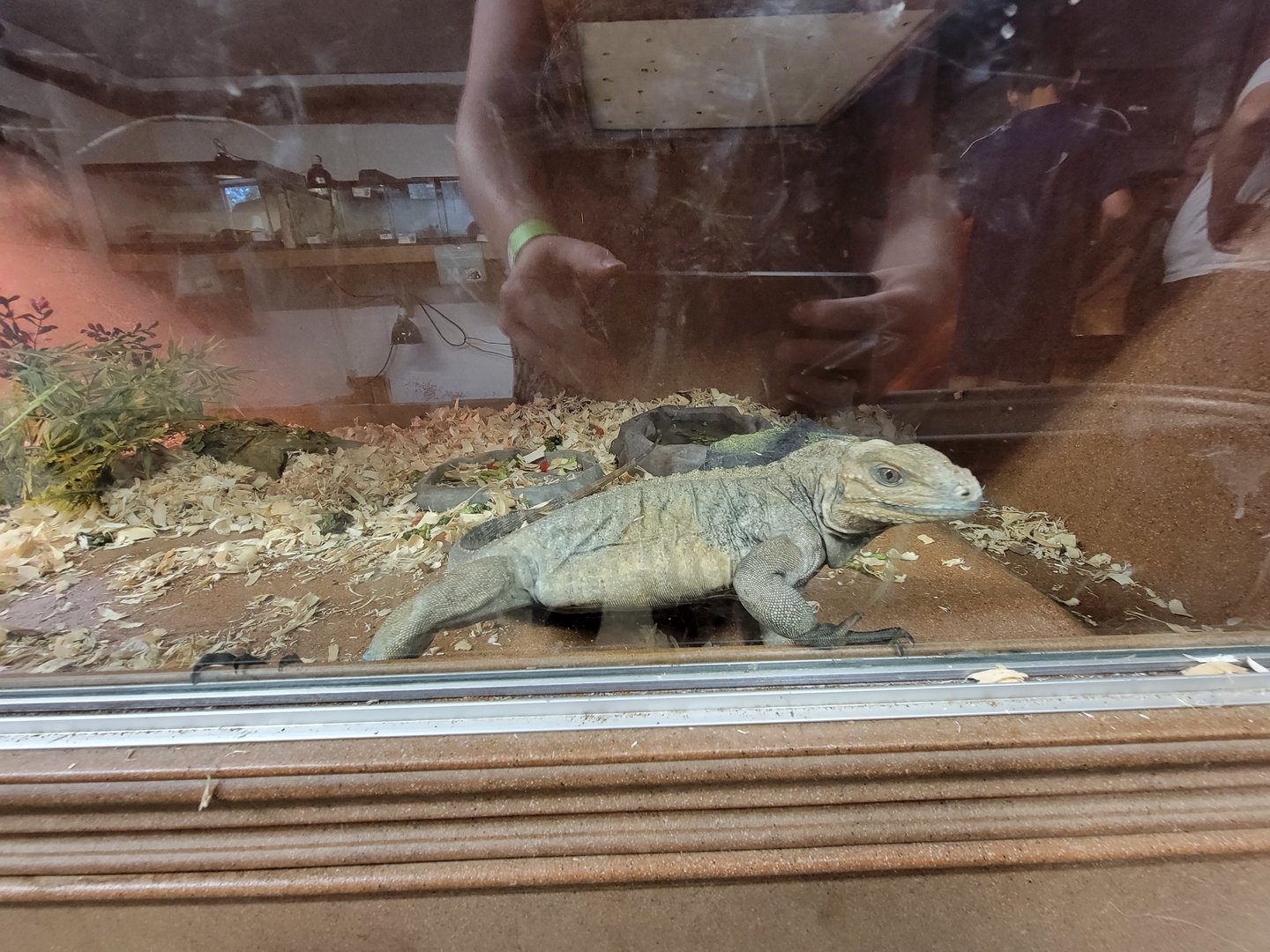 Animal Adventures MA 7/22 - Cuban and rhino iguanas