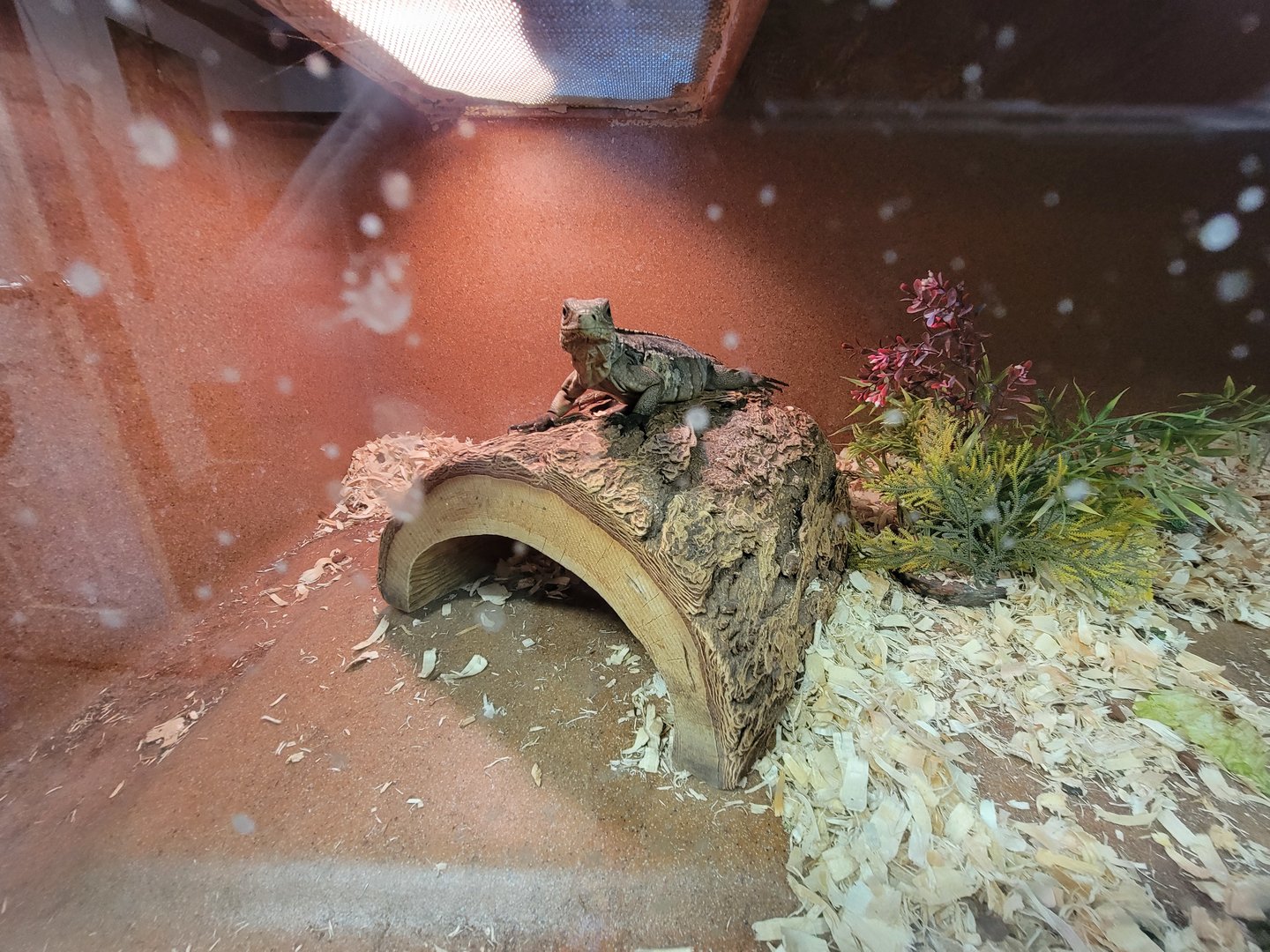 Animal Adventures MA 7/22 - Cuban and rhino iguanas