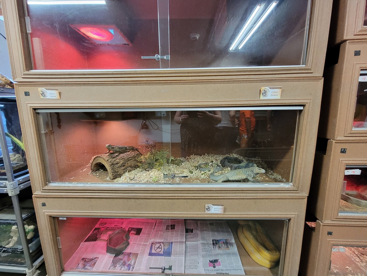 Animal Adventures MA 7/22 - Cuban and rhino iguanas