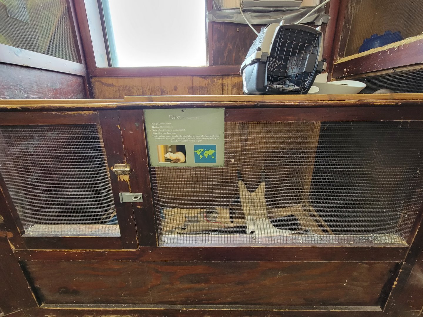 Animal Adventures MA 7/22 - Domestic ferrets