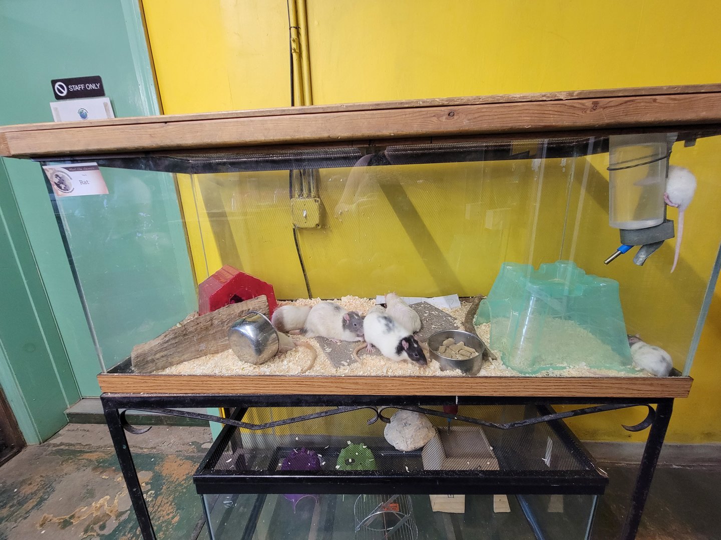 Animal Adventures MA 7/22 - Domestic rats