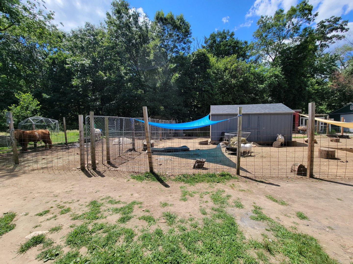 Animal Adventures MA 7/22 - Domestics