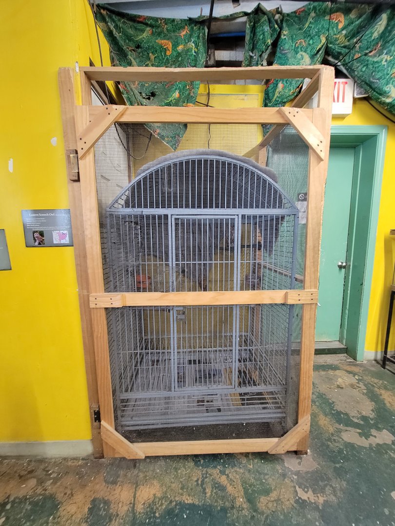 Animal Adventures MA 7/22 - Eastern screech owl