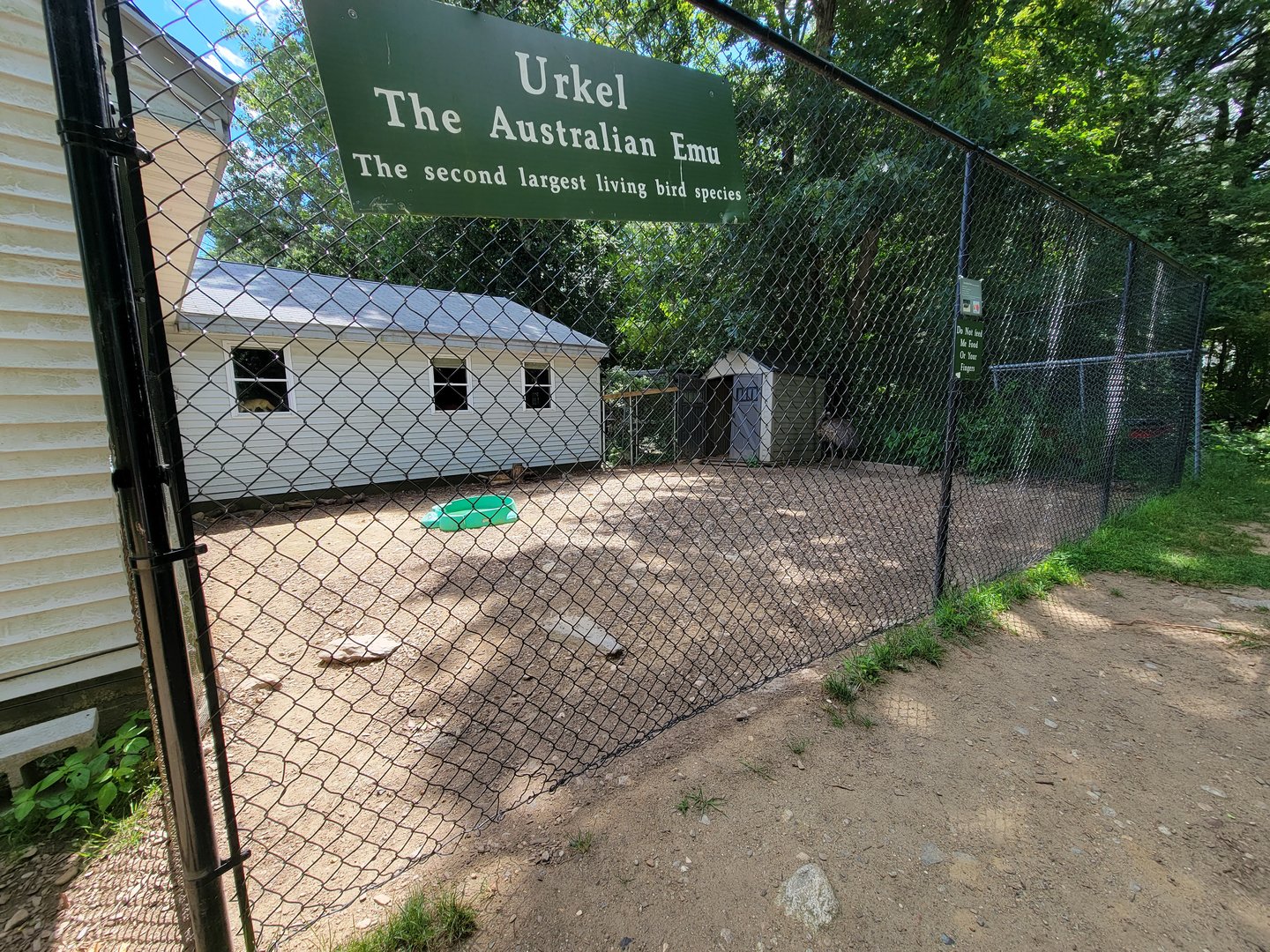 Animal Adventures MA 7/22 - Emu yard, with fennec fox in window