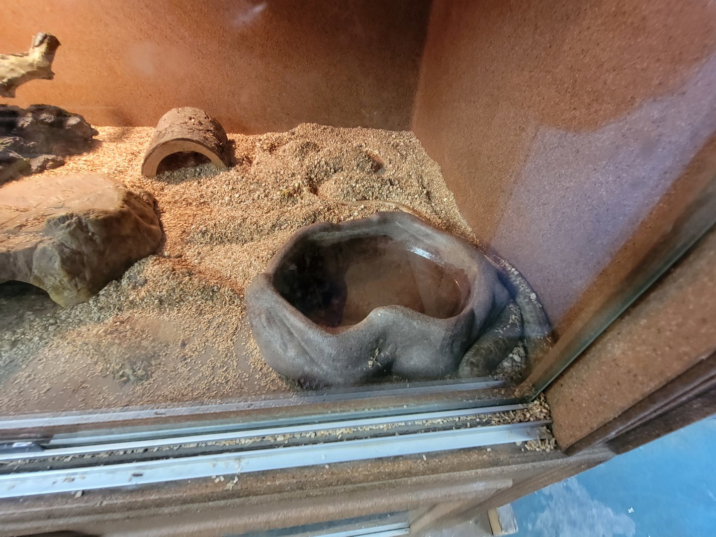 Animal Adventures MA 7/22 - European legless lizard