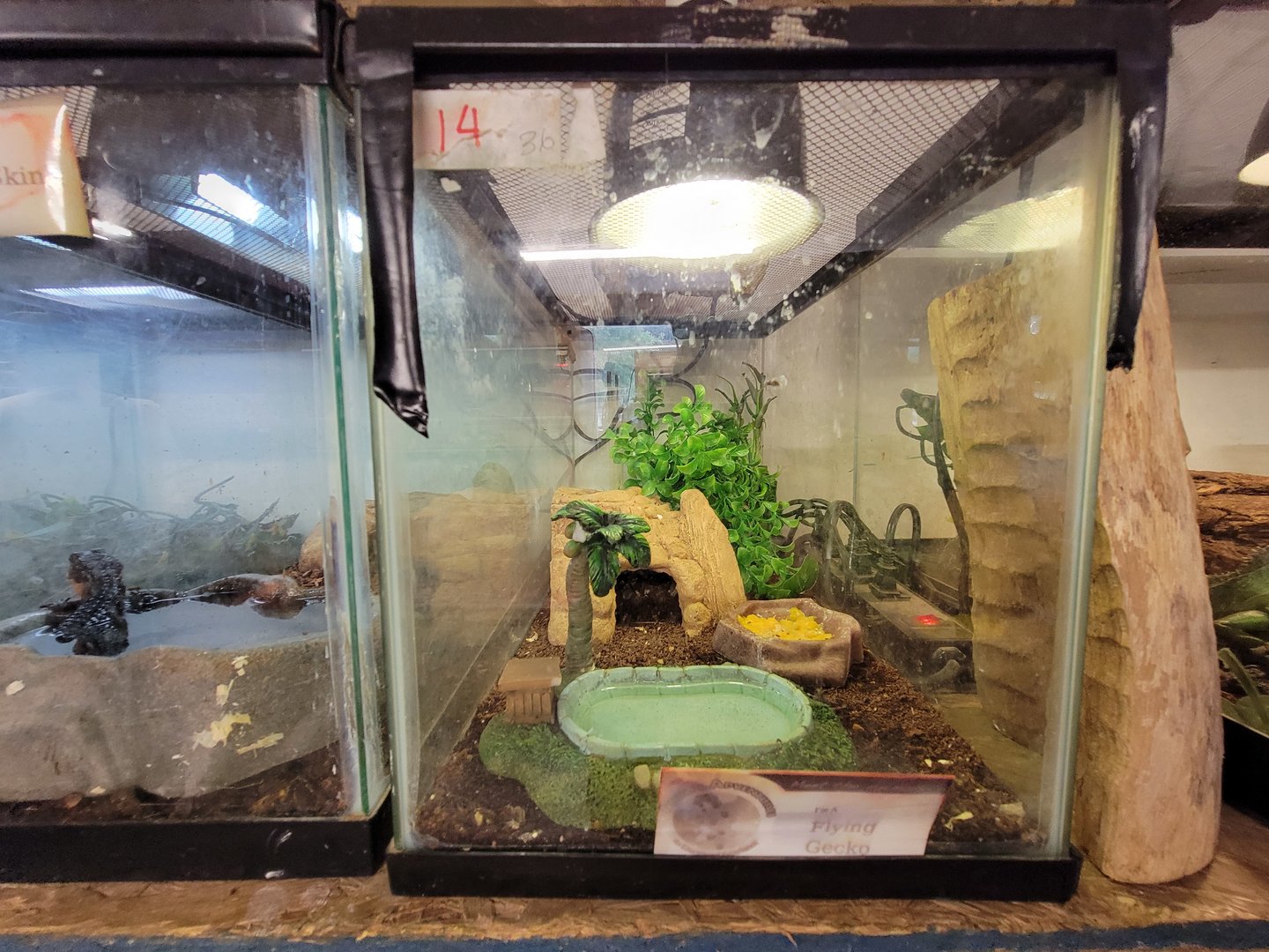 Animal Adventures MA 7/22 - "Flying gecko"?