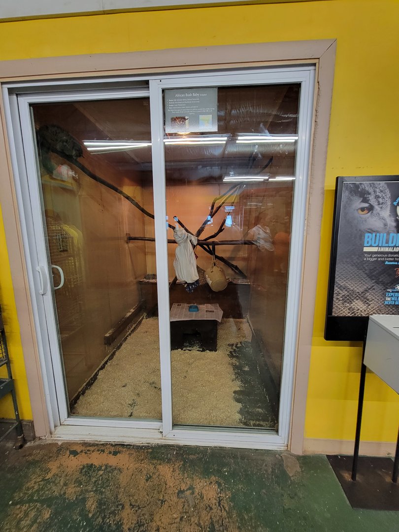 Animal Adventures MA 7/22 - Garnett's galago