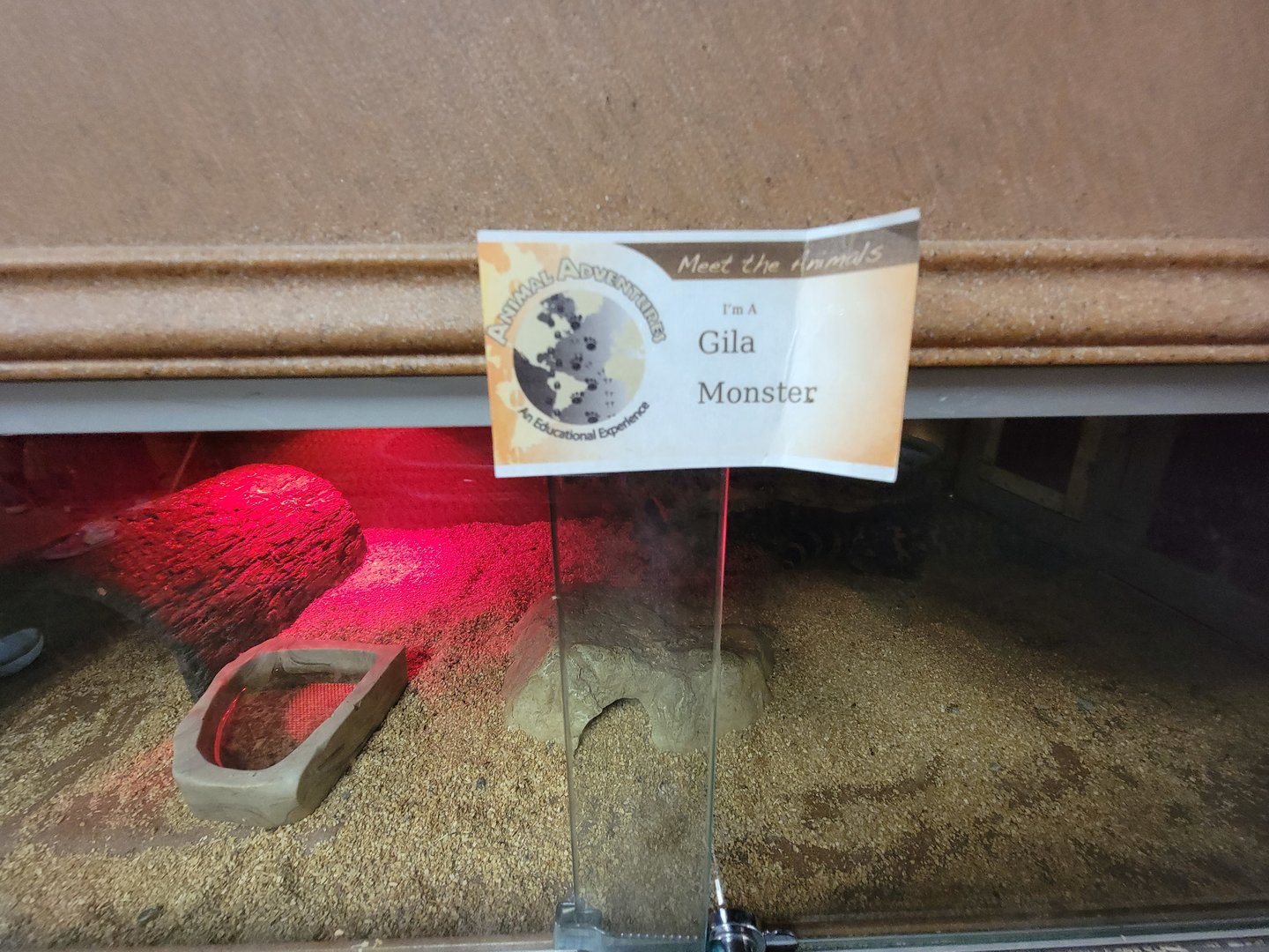 Animal Adventures MA 7/22 - Gila monster