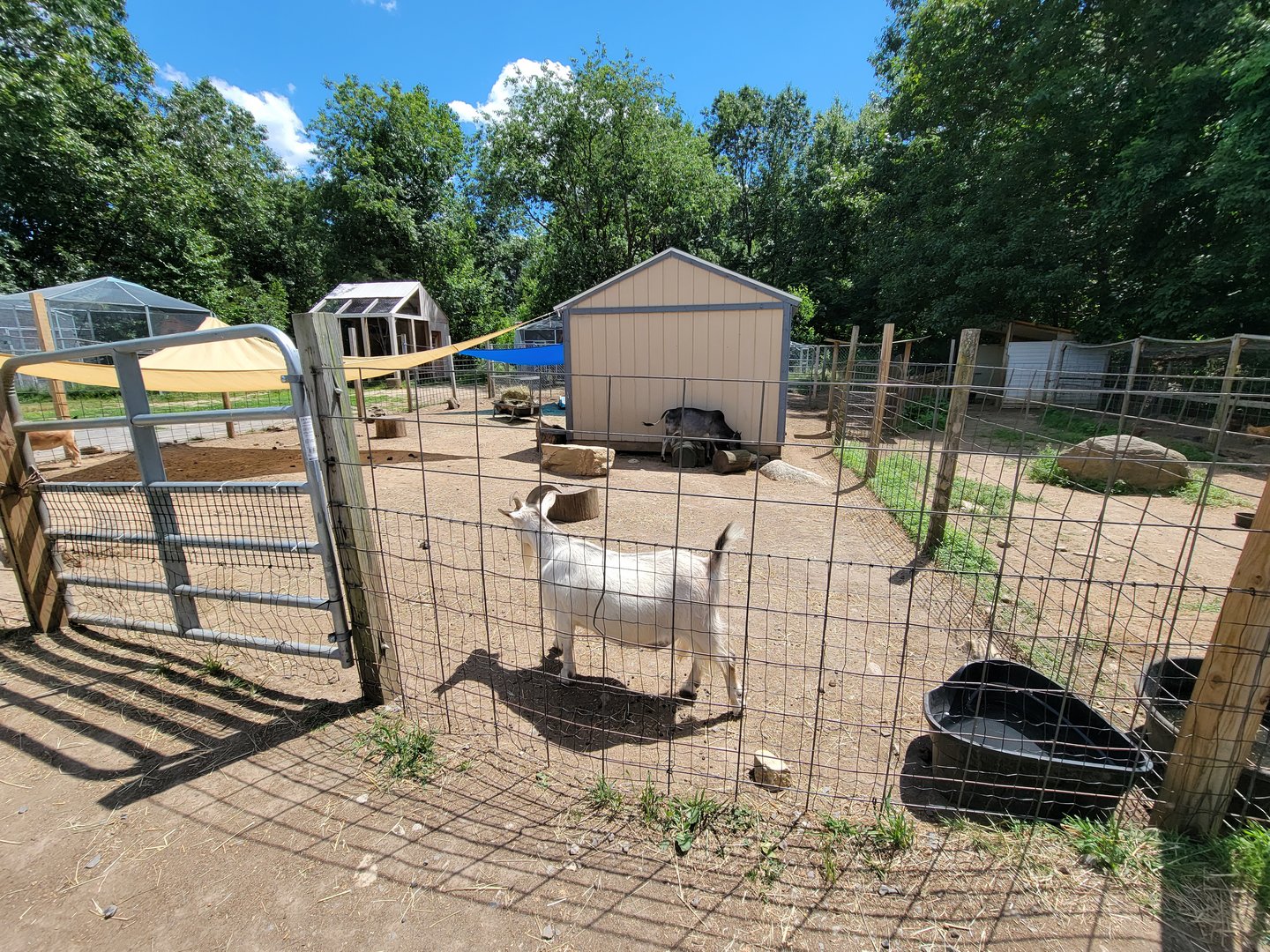 Animal Adventures MA 7/22 - Goats