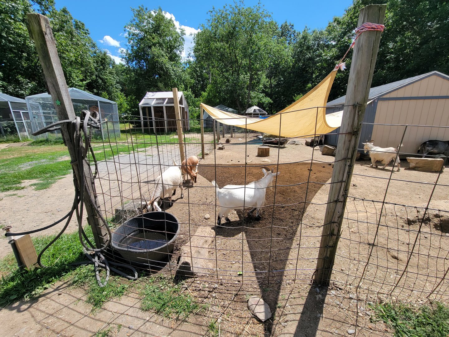 Animal Adventures MA 7/22 - Goats