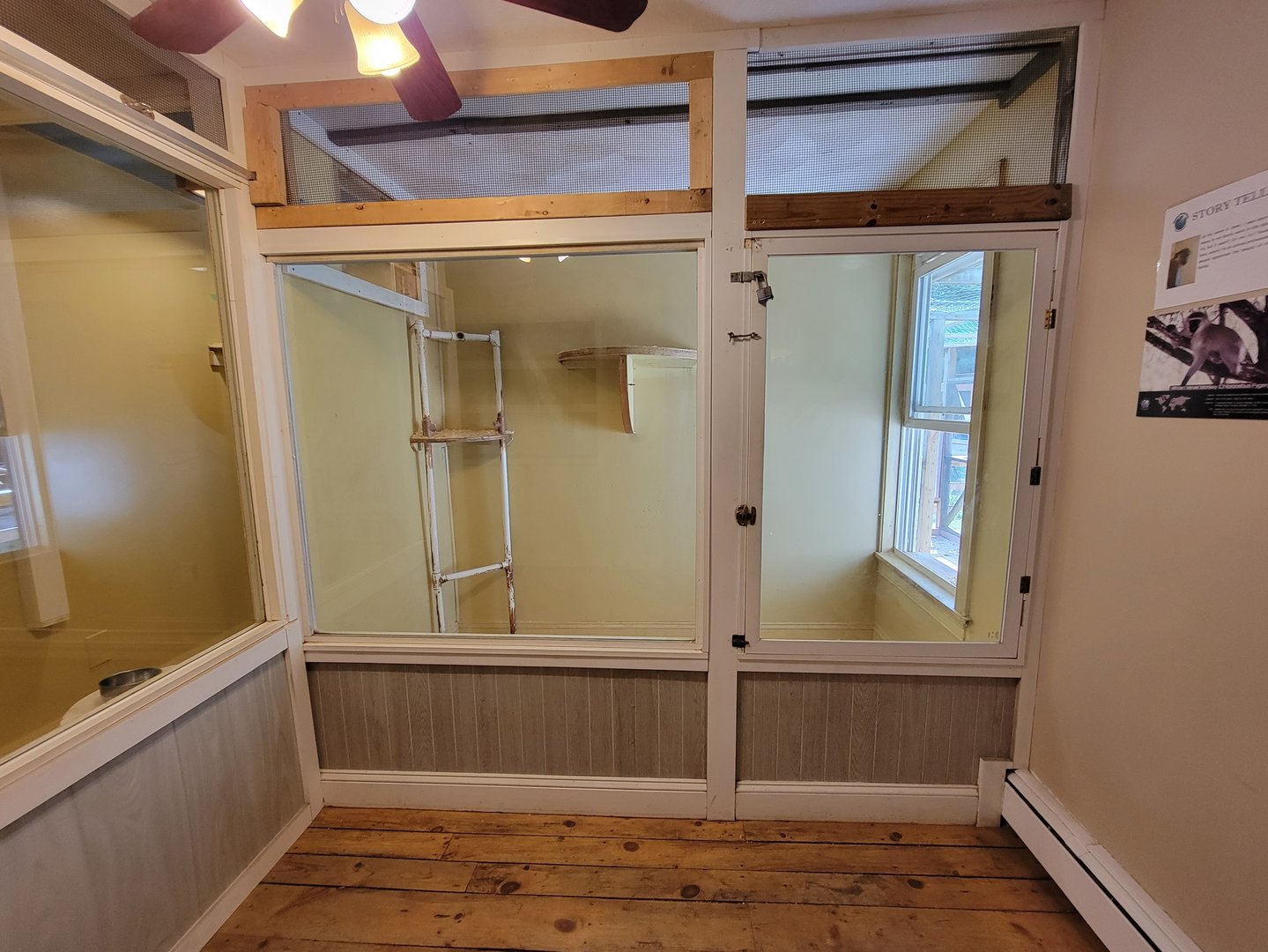 Animal Adventures MA 7/22 - Green monkey (signed as vervet)