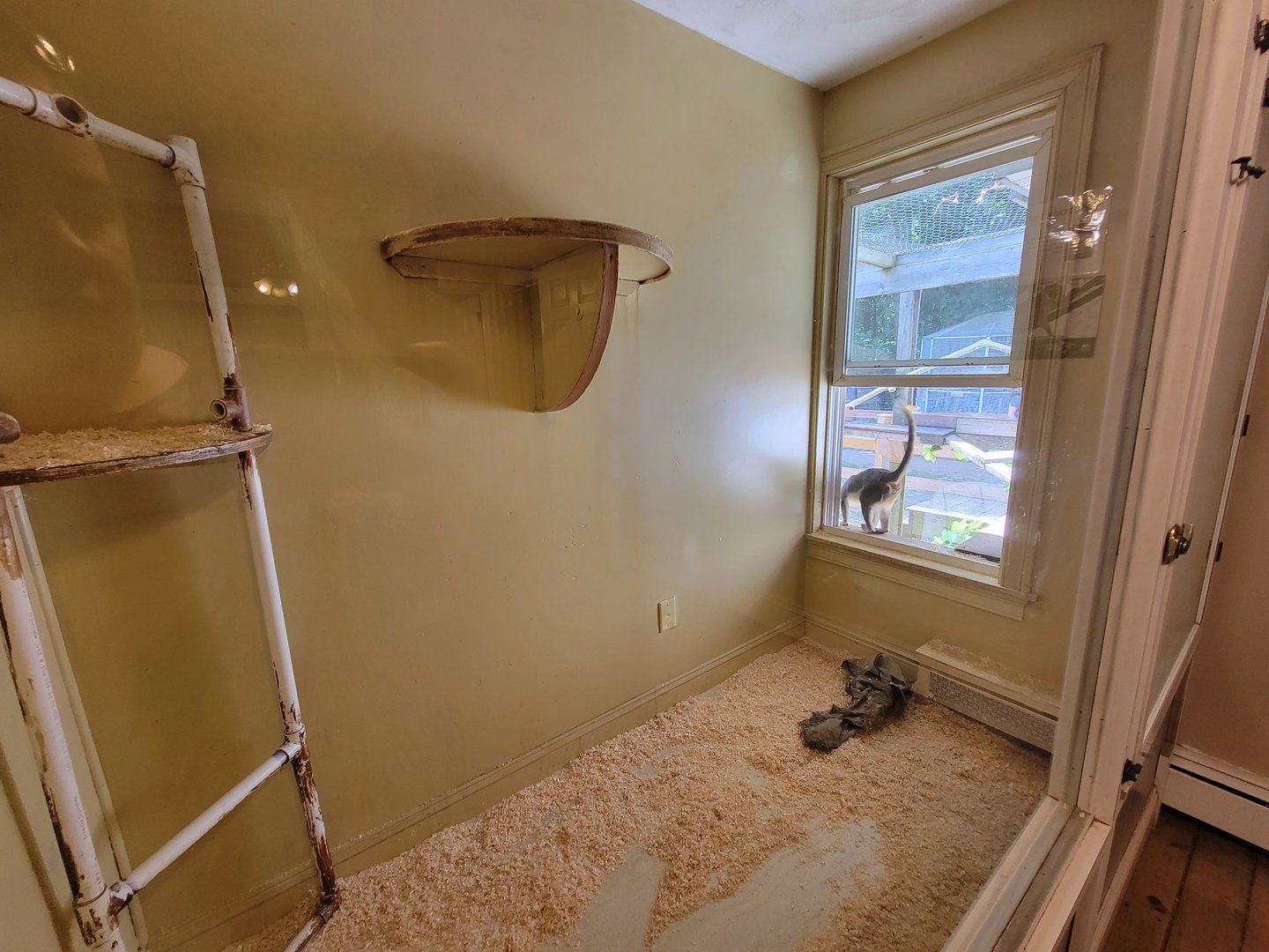 Animal Adventures MA 7/22 - Green monkey (signed as vervet)