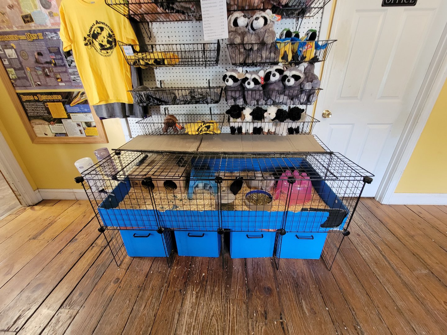 Animal Adventures MA 7/22 - Guinea pigs, gift shop