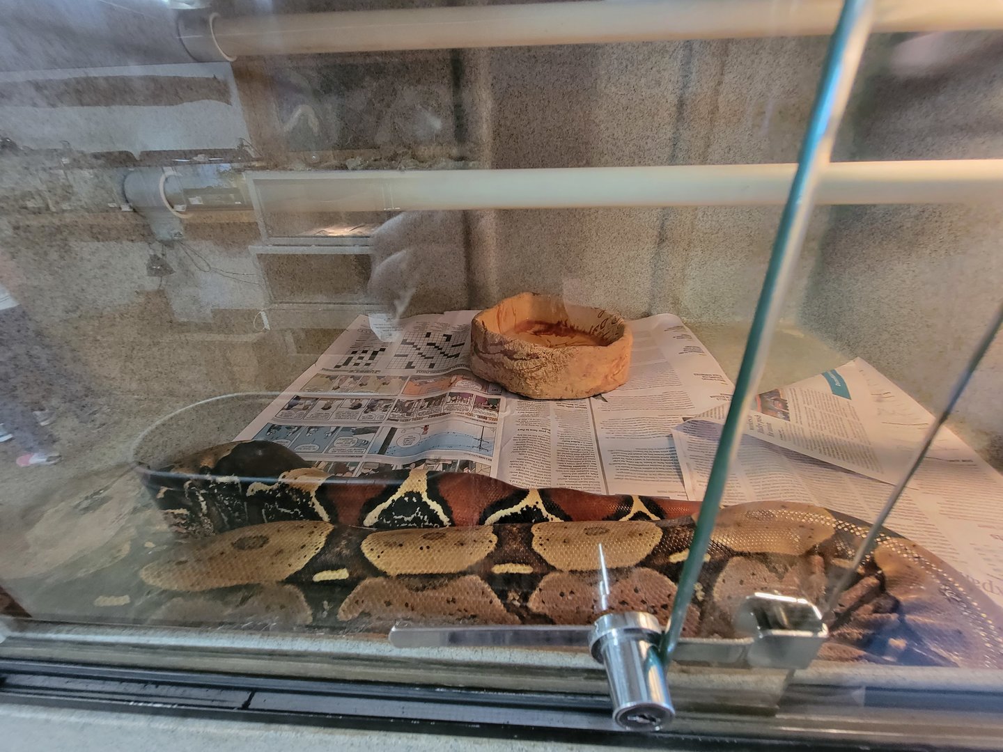 Animal Adventures MA 7/22 - Guyana red-tail boa