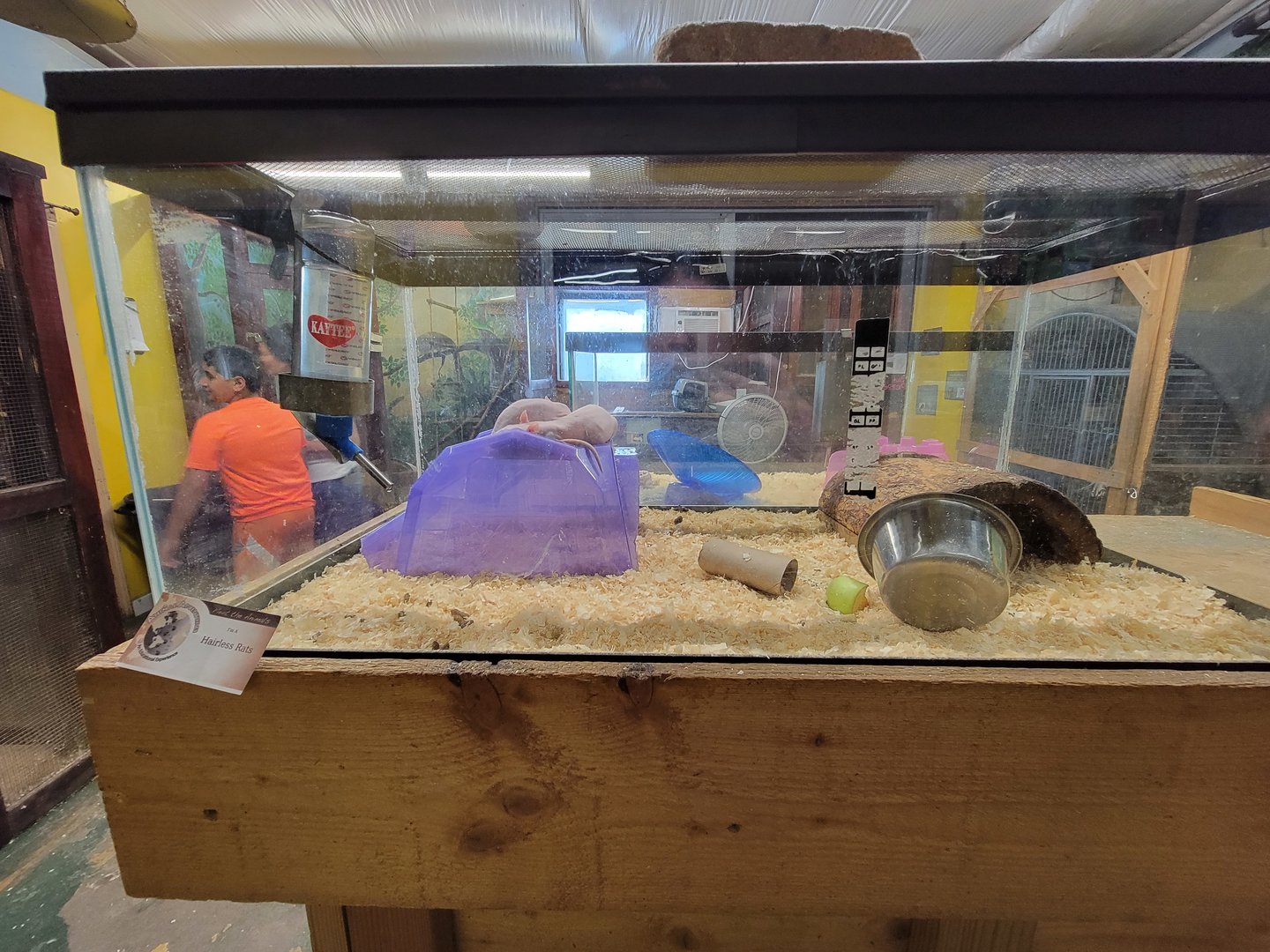 Animal Adventures MA 7/22 - Hairless domestic rats