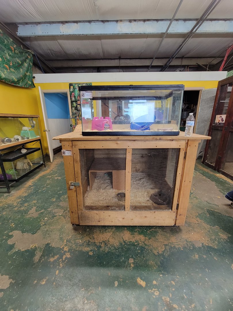 Animal Adventures MA 7/22 - Hedgehog, coati indoor cage