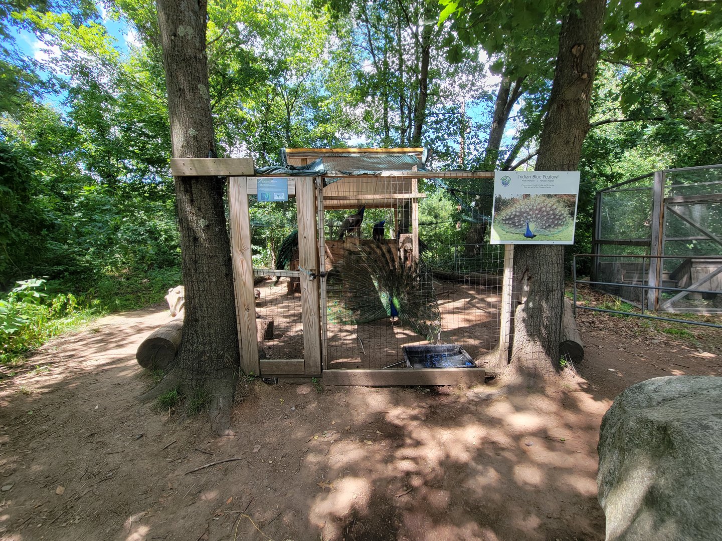 Animal Adventures MA 7/22 - Indian peafowl