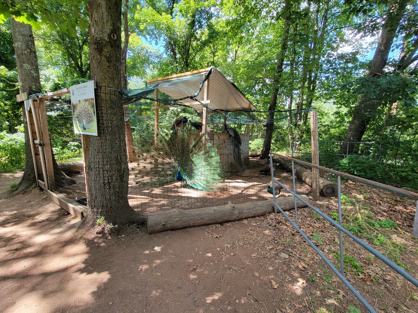 Animal Adventures MA 7/22 - Indian peafowl