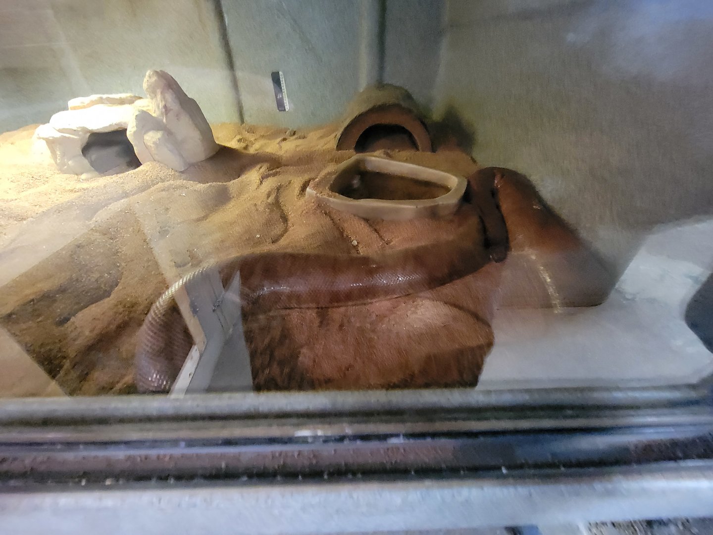 Animal Adventures MA 7/22 - Indian sand boa