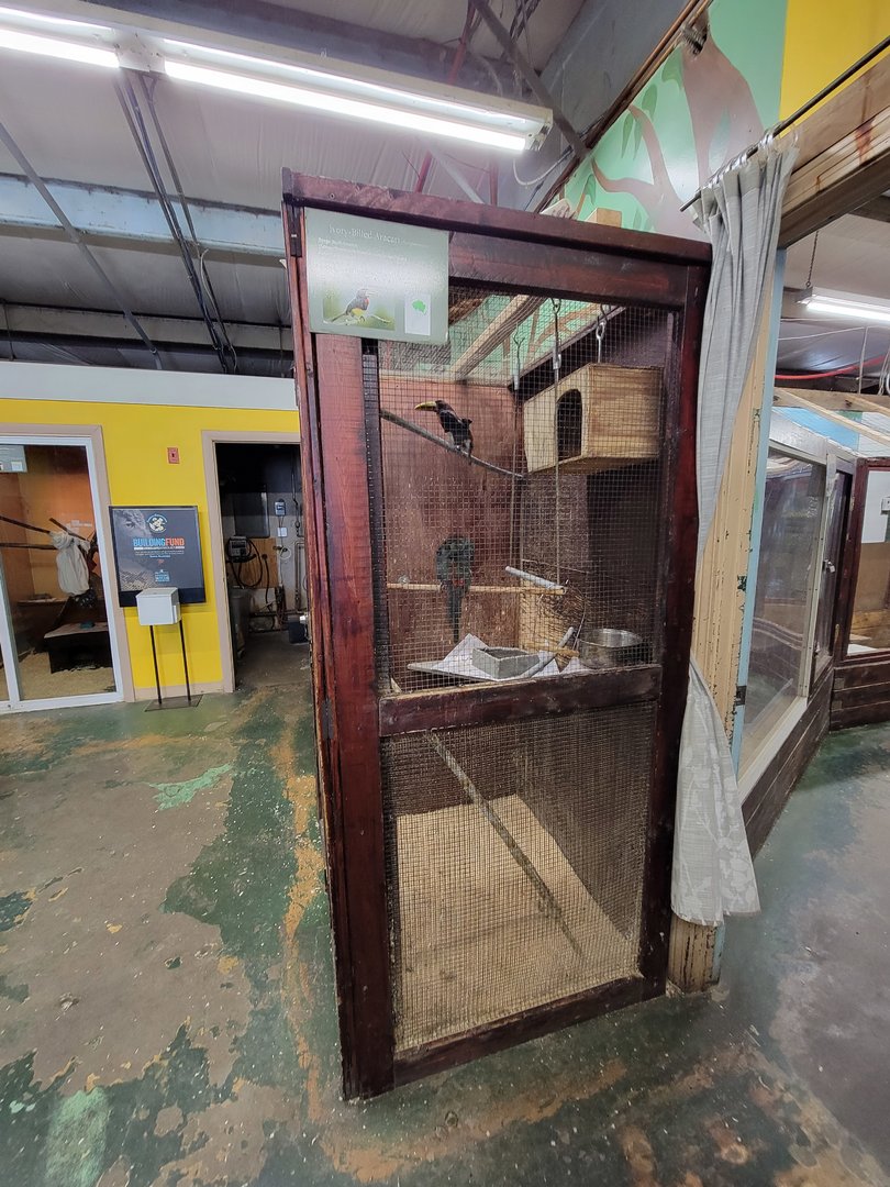 Animal Adventures MA 7/22 - Ivory-billed aracari