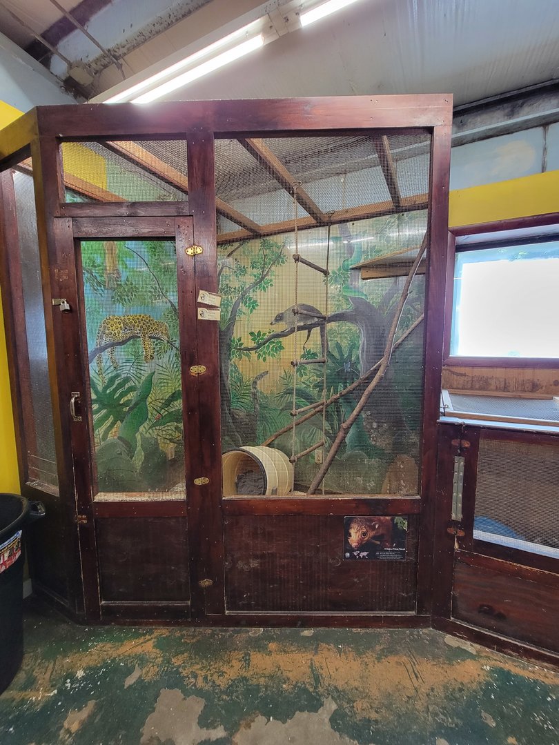 Animal Adventures MA 7/22 - Kinkajous