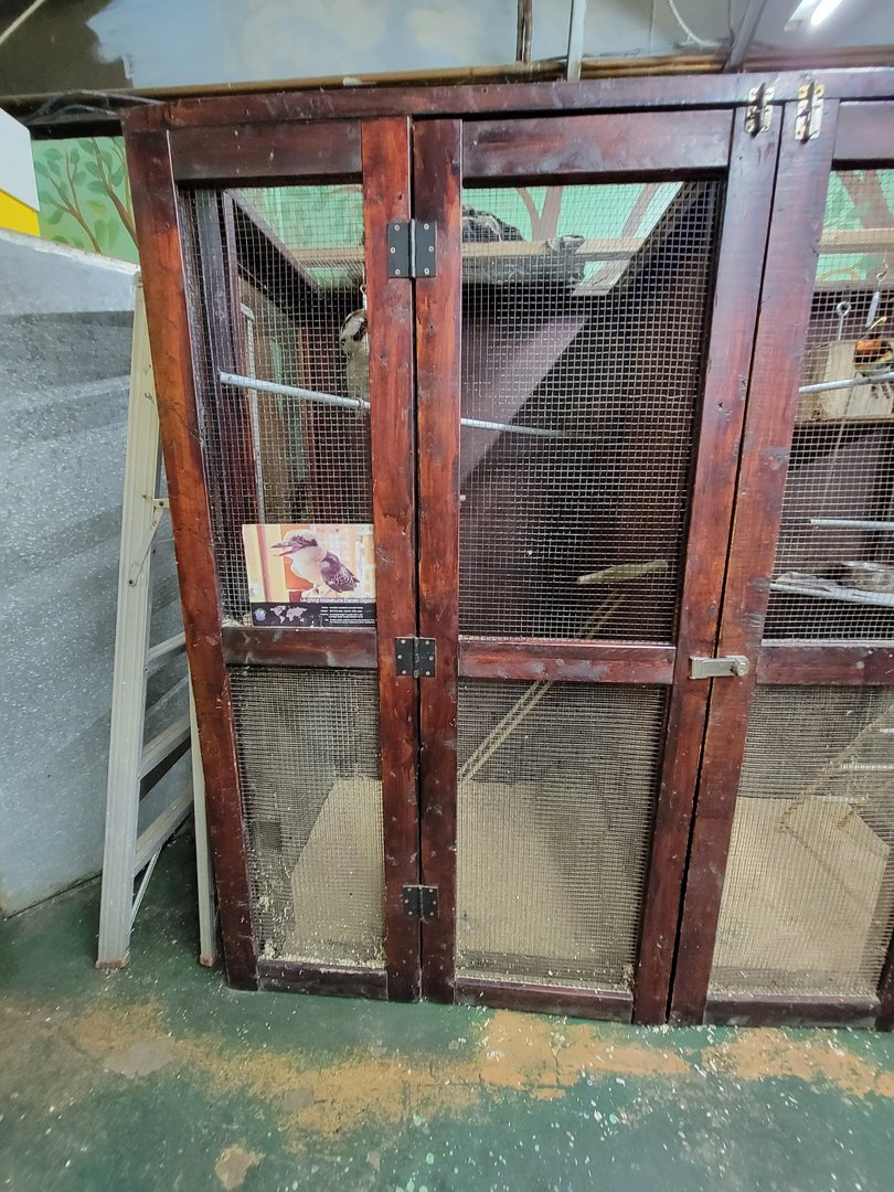 Animal Adventures MA 7/22 - Laughing kookaburra