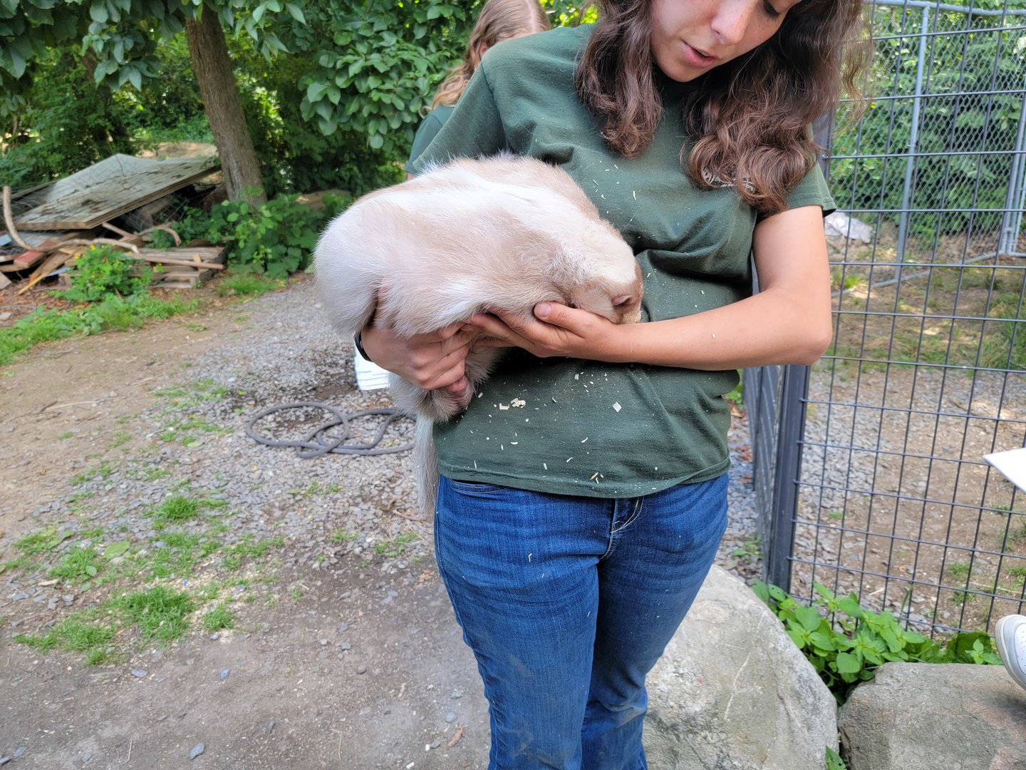 Animal Adventures MA 7/22 - Lavender striped skunk