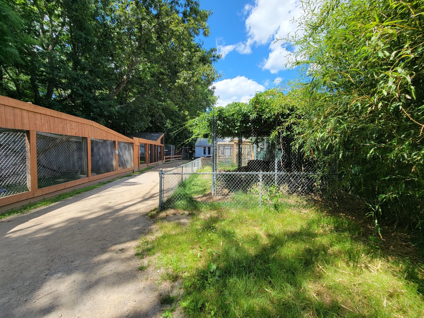 Animal Adventures MA 7/22 - Lynxes