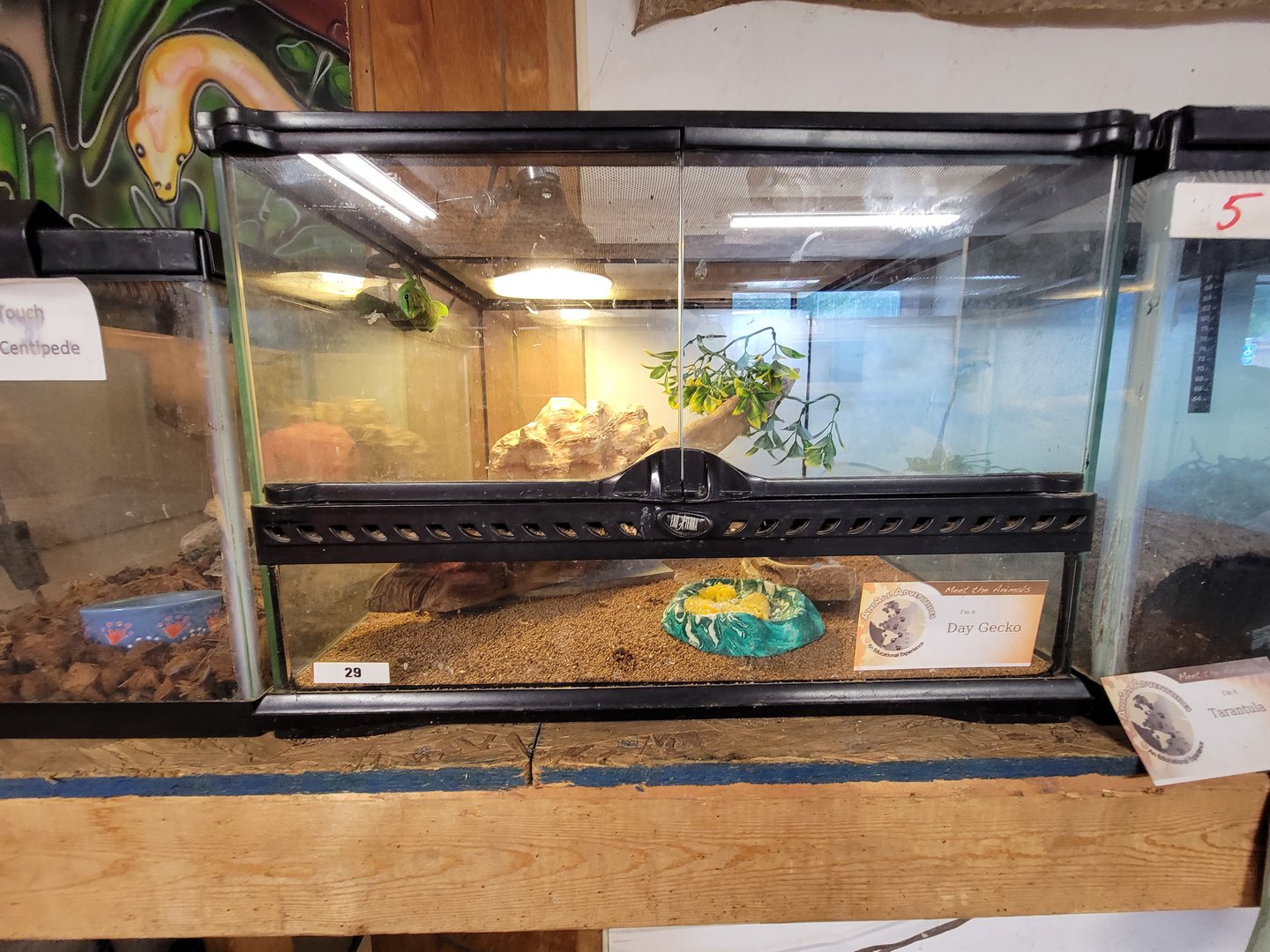 Animal Adventures MA 7/22 - Madagascar giant day gecko